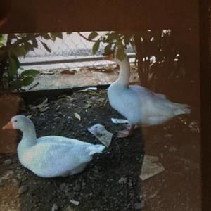 Meet your Posher, Diogenes